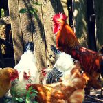 Image of Assorted colored chickens with 1 orange, black, and red rooster in front of a barn door