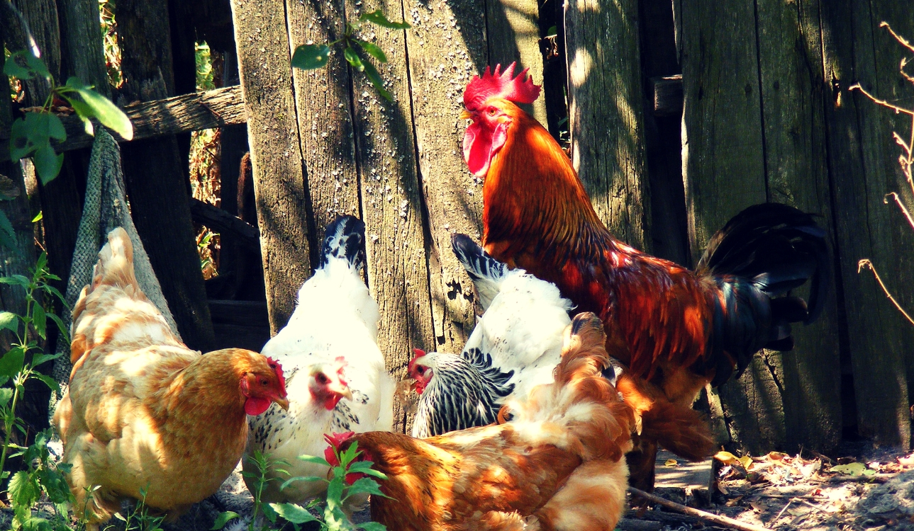 Image of Assorted colored chickens with 1 orange, black, and red rooster in front of a barn door